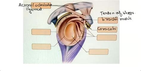 SOLVED Art Labeling Activity Structural Features Ligaments And