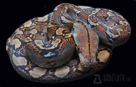 Snakes Reticulated Python Worlds Longest Snake