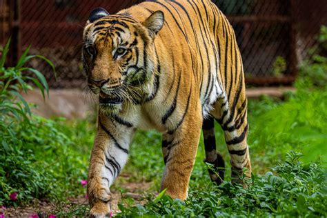 orange  black bengal tiger walking  green grass field