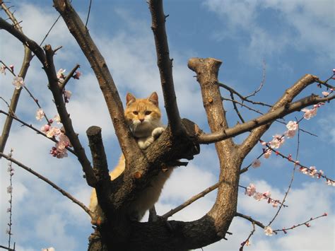 go pet club cat tree 72 7