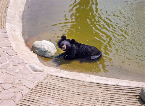 A Visit To The Animals Asia Moon Bear Sanctuary In Chengdu, China