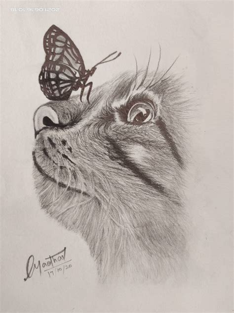 Cat Pencil Drawing by MadhavaRajsk on DeviantArt