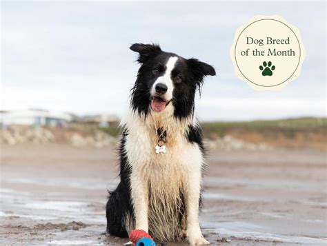 Border Collies Facts Temperament Characteristics Life Span