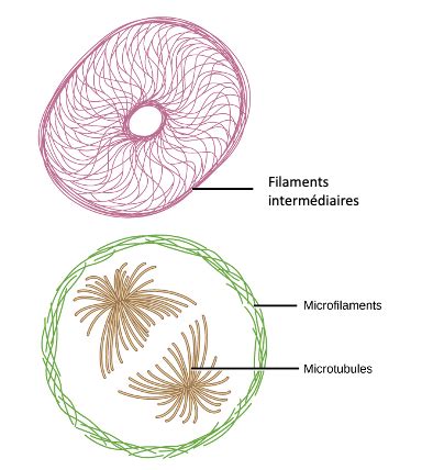 4 5 Le cytosquelette Introduction à la biologie cellulaire et moléculaire