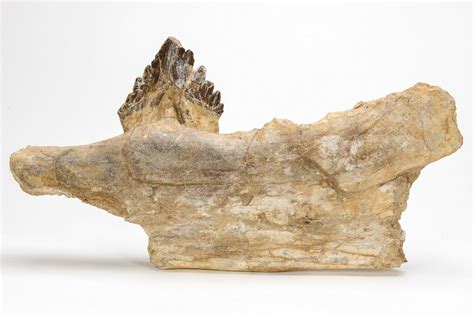 9" Fossil Primitive Whale (Basilosaur) Jaw Section w/ Tooth - Morocco (#215146) For Sale ...