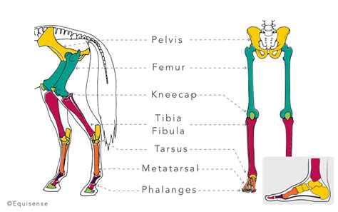 Here is how to strengthen your horse's hindquarters