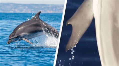 Scientists discover first-ever dolphin with ‘thumbs’ off the coast of ...