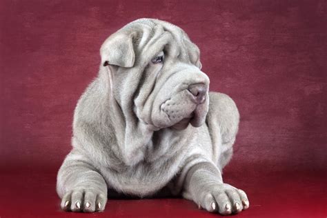 Shar Pei Personalidade Fotos Preço Filhote História E Mais Adoro