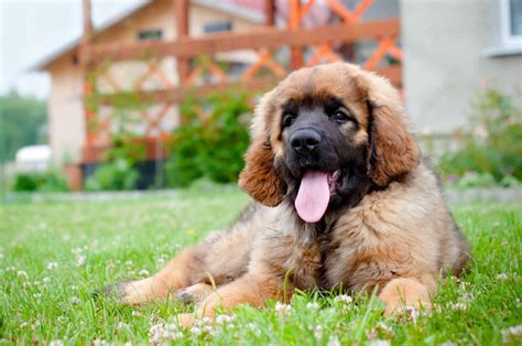 leonberger breeders   giants   industry