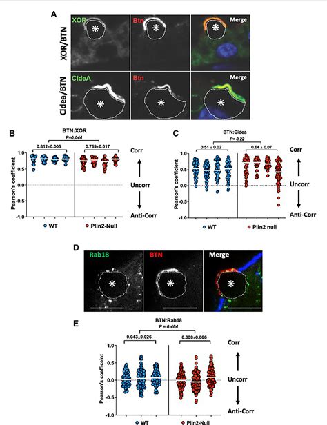 Figure From Perilipin Promotes Lipid Droplet Plasma Membrane