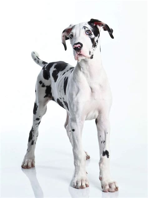 Great Dane Puppy Growth Chart - Hello Danes