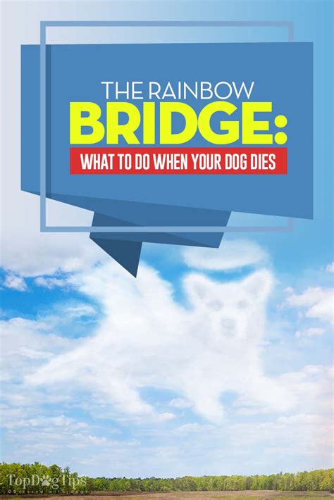 The Rainbow Bridge: What to Do When Your Dog Dies