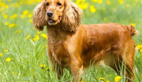 American Cocker Spaniel Charakter Größe And Erziehung