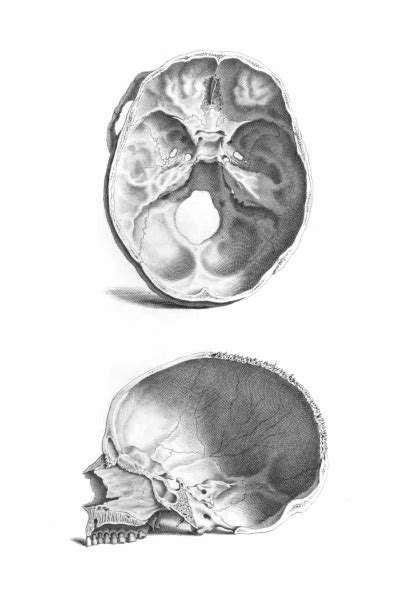 Cap de craniu de anatomie umană Poza gratuite Public Domain Pictures