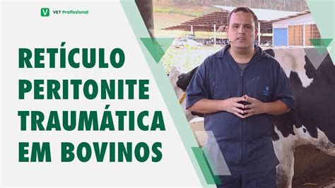 Retículo Peritonite Traumática em Bovinos YouTube