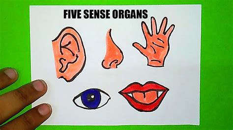 How To Draw Sense Organs Sense Organs Drawing Five Sense Organs