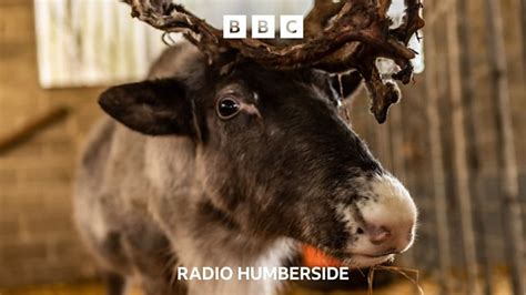 Bbc Radio Humberside Bbc Radio Humberside Hedon S Lonely Reindeer