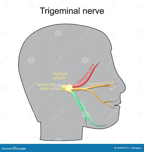 Trigeminal Neuralgia Cranial Nerve Cartoon Vector Cartoondealer