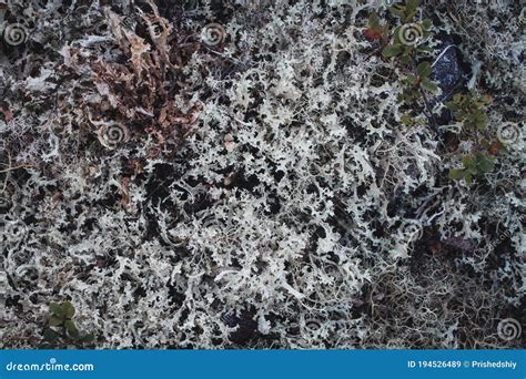 Texturer Av Sten Med Mossar Och Lichens Arktisk Flora Fotografering