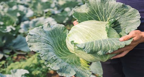 Cabbage vs. Lettuce: 7 Key Differences and Health Benefits 2024