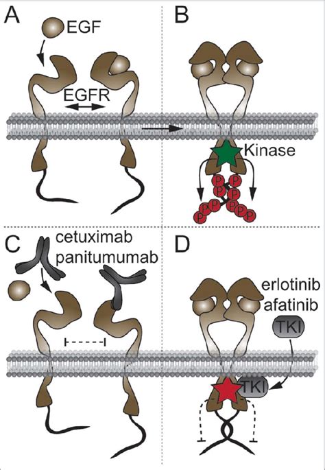 Principles Of Egfr Activation And Inhibition A In The Absence Of