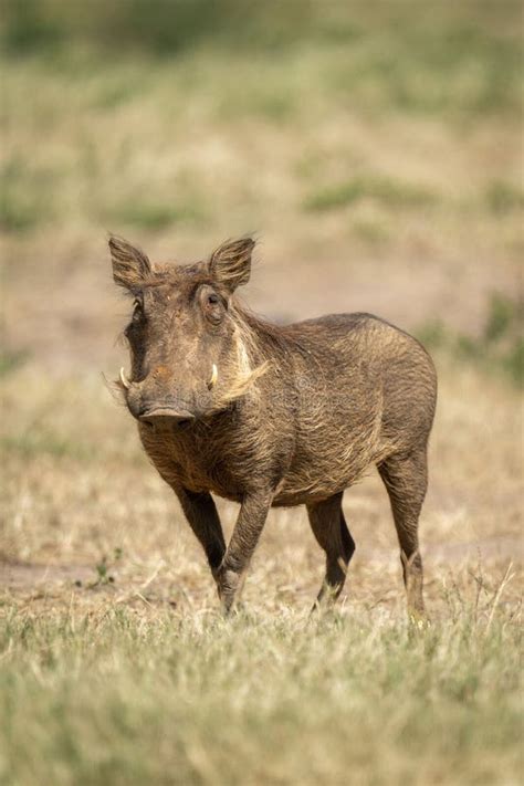 Common Warthog Stands In Sunshine Eyeing Camera Stock Photo Image Of