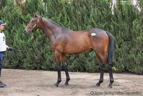 セレクトセール1歳が開催される 馬産地ニュース 競走馬のふるさと案内所