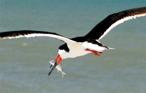 Black Skimmer – "OCEAN TREASURES" Memorial Library