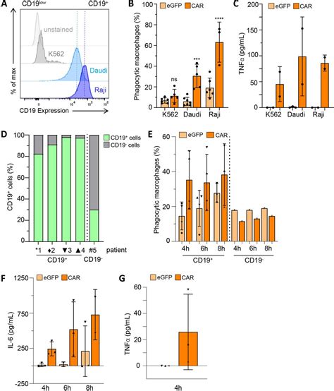 Scalable Generation Of Functional Human Ipsc Derived Car Macrophages