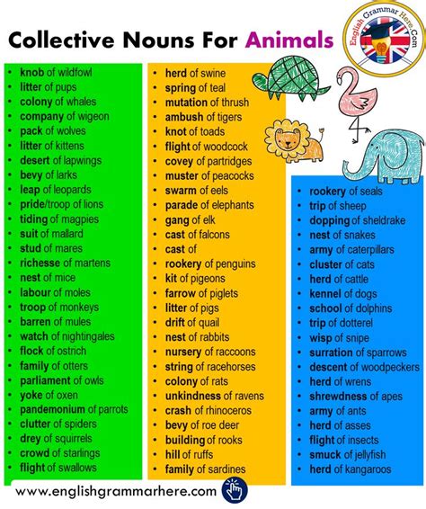 Collective Nouns For Animals Examples