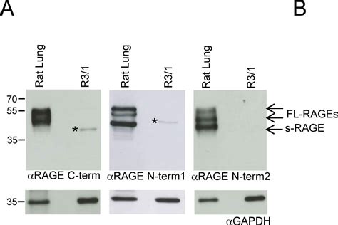 Human Mouse Rat Rage Ager Antibody Af By R D Systems Part Of Bio