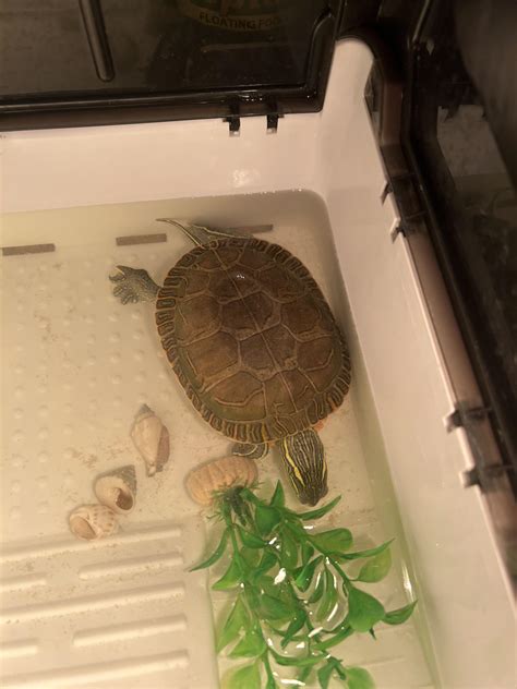 Can you help me identify this turtle? : r/turtle