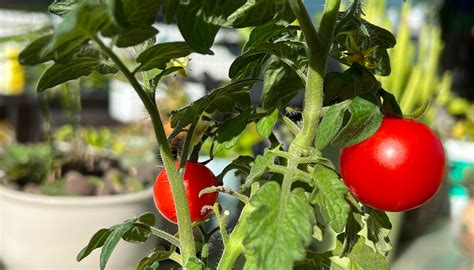 How to Time Lapse Tomato Plant Growth? - ATLI Timelapse