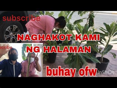 Naghakot Ng Halaman Buhay Ofw Sa Kuwait Angeli Vlog Youtube