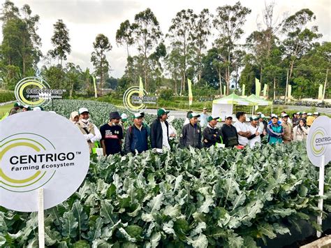 Syngenta CENTRIGO Marketing Co Id MARKETING Sayuran