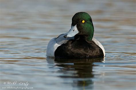 Scaup By Mike Lentz Nature Photography Decoy Carving Bird Carving