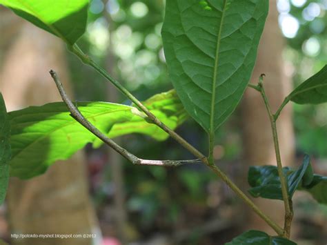 Camouflage of the walking stick insect (Order of Phasmida) Sumatera Indonesia