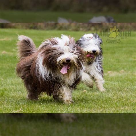 Bearded Collie Puppies for Sale | Lancaster Puppies