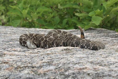 Habitat and Conservation of Ontario Massasauga Rattlesnake