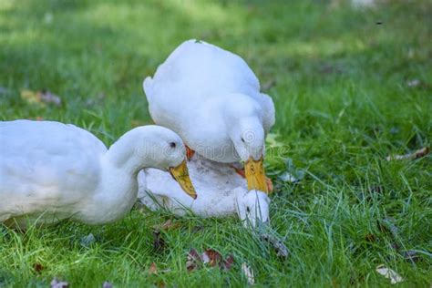 Mating Pekin Ducks Stock Photo Image Of Female Screwing 78396960