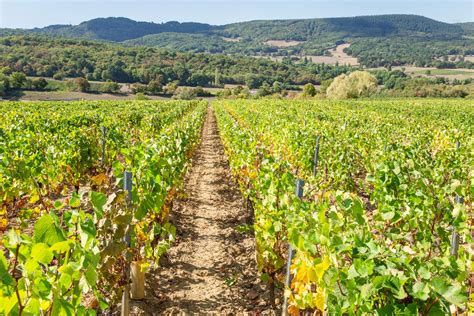 Best Private Burgundy Wine Tour