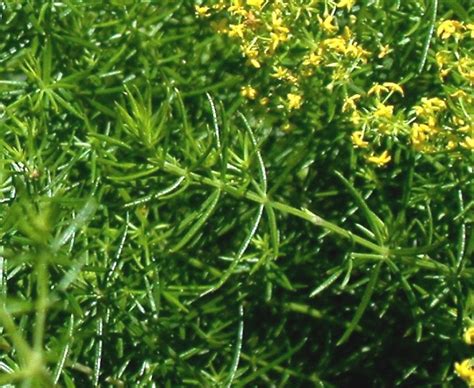 Galium verum (yellow bedstraw): Go Botany