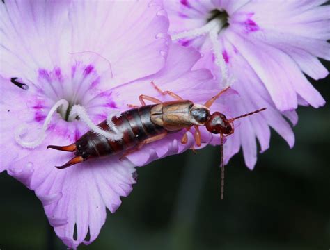 how to get rid of earwigs in house 3