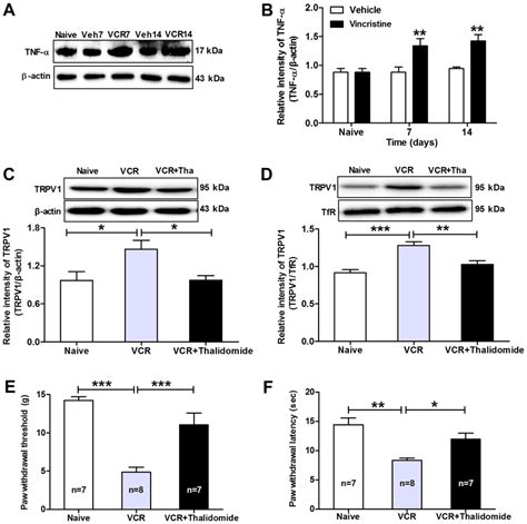 Tnf Promotes Functional Upregulation Of Trpv In Drg Neurons In