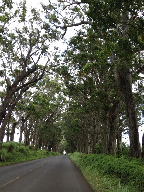 Tree Tunnel Kauai | Tree tunnel, Country roads, Natural beauty