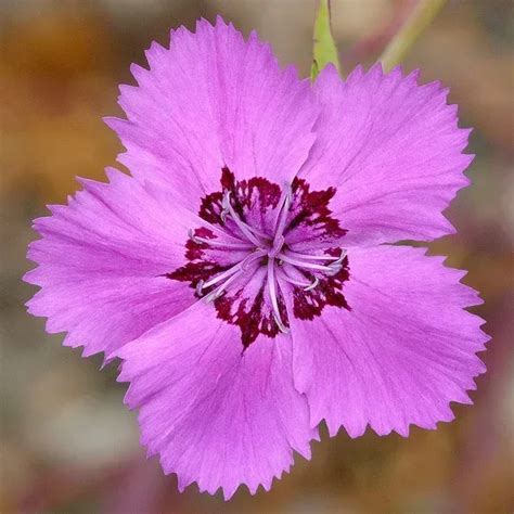 Plant Care and Information About Dianthus Chinensis