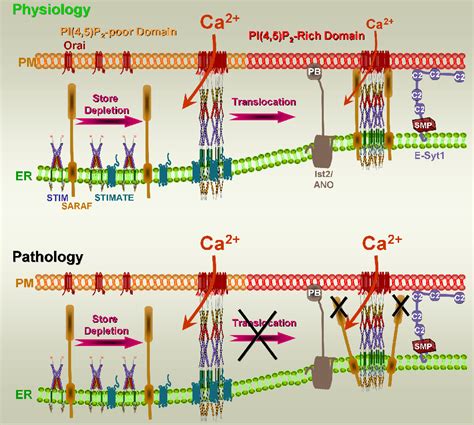 Figure 2 From Orai1 And STIM1 In ER PM Junctions Roles In Pancreatic