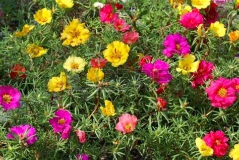 JAPANESE ROSE PORTULACA GRANDIFLORA