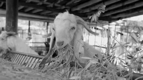 Goats eating grass - Free Stock Video Footage | Coverr