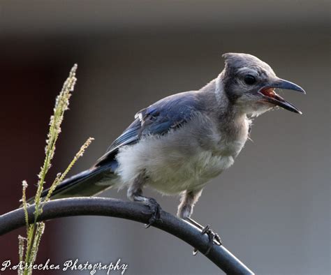 Backyard Birding for Everyone - Visit Port Arthur Texas